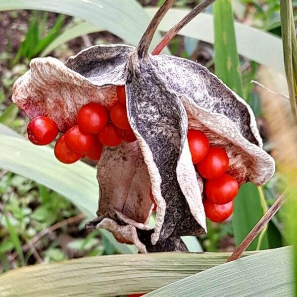 Iris foetidissima ফল