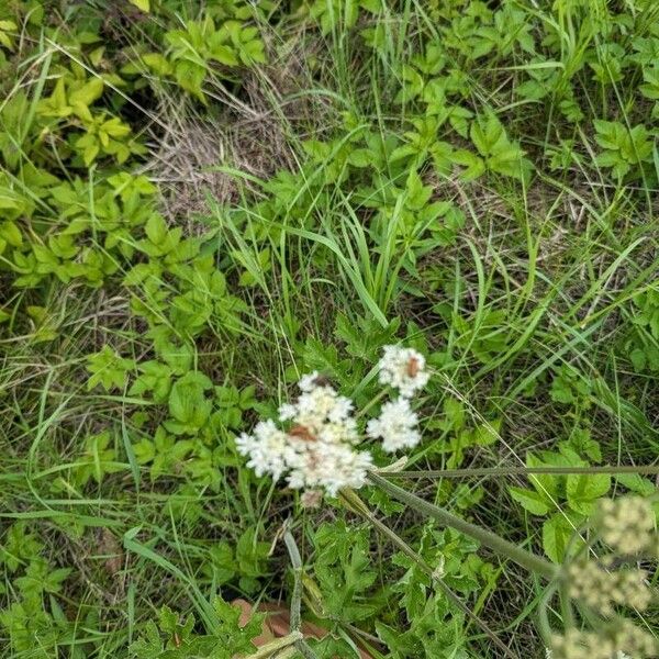 Heracleum sphondylium Flower