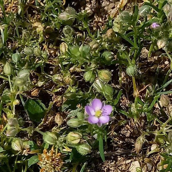 Spergularia rubra Blodyn