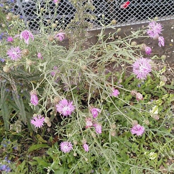 Centaurea stoebe Blodyn