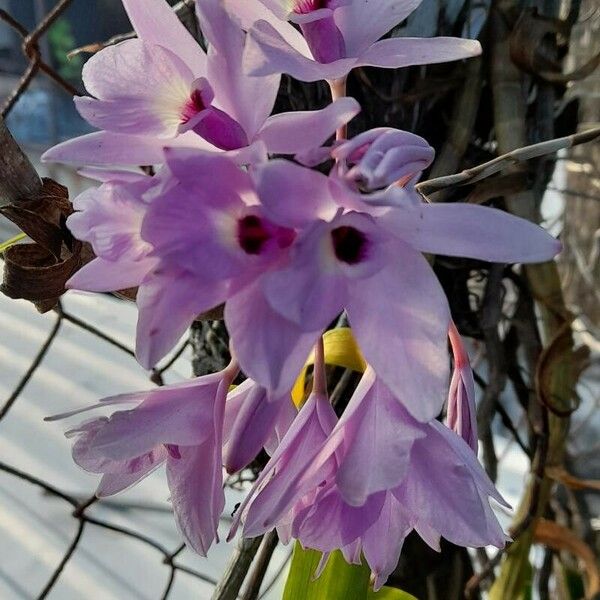 Laelia rubescens Fleur