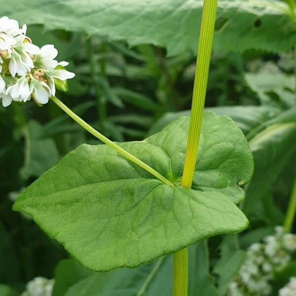 Fagopyrum esculentum Feuille