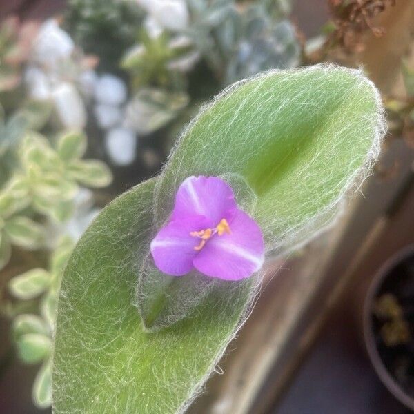 Tradescantia sillamontana Λουλούδι