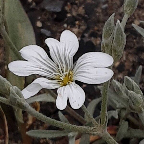 Cerastium tomentosum Fiore