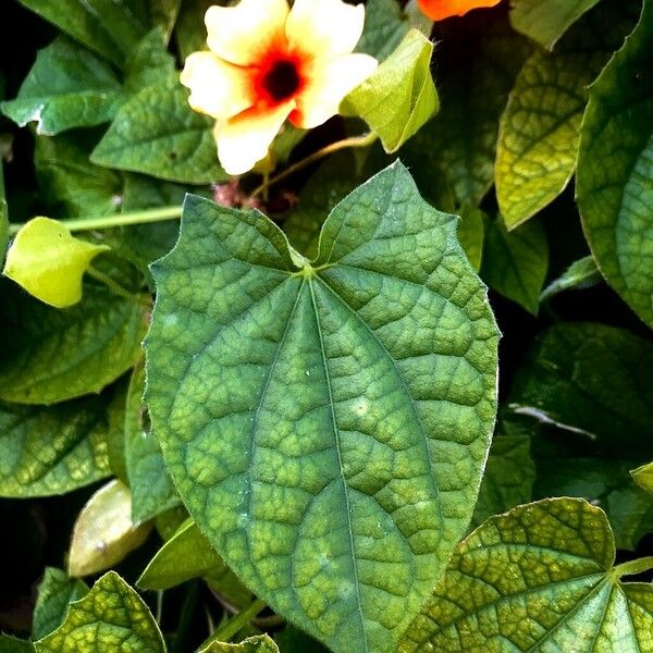 Thunbergia alata Leaf