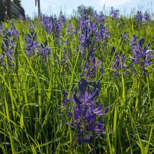 Camassia quamash Blomst