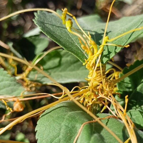 Cuscuta campestris List