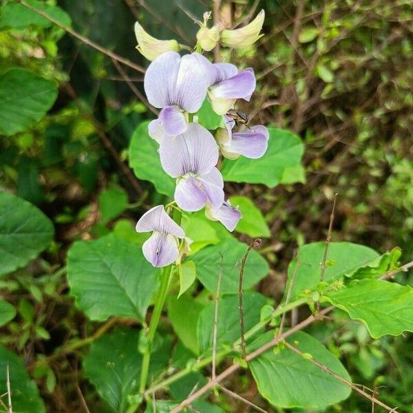 Crotalaria verrucosa Kvet