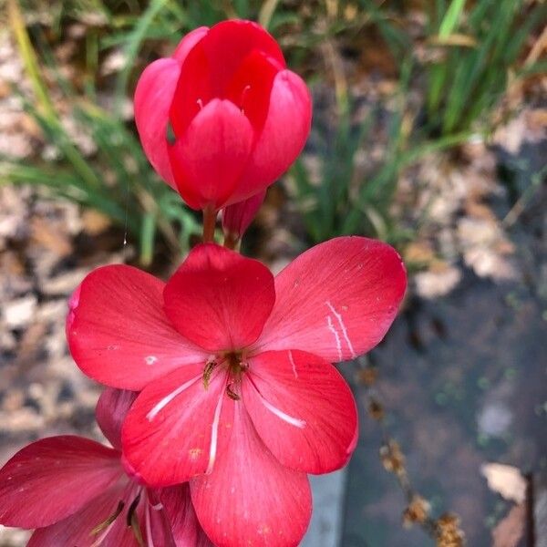 Hesperantha coccinea Λουλούδι