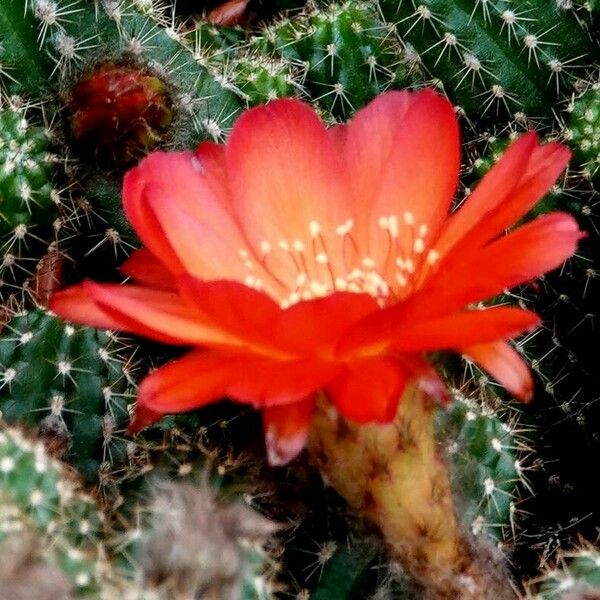 Echinopsis chamaecereus Flower