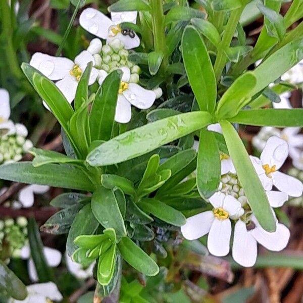 Iberis sempervirens Blad