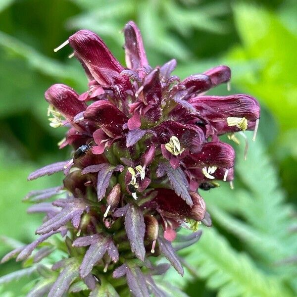 Pedicularis recutita Flor