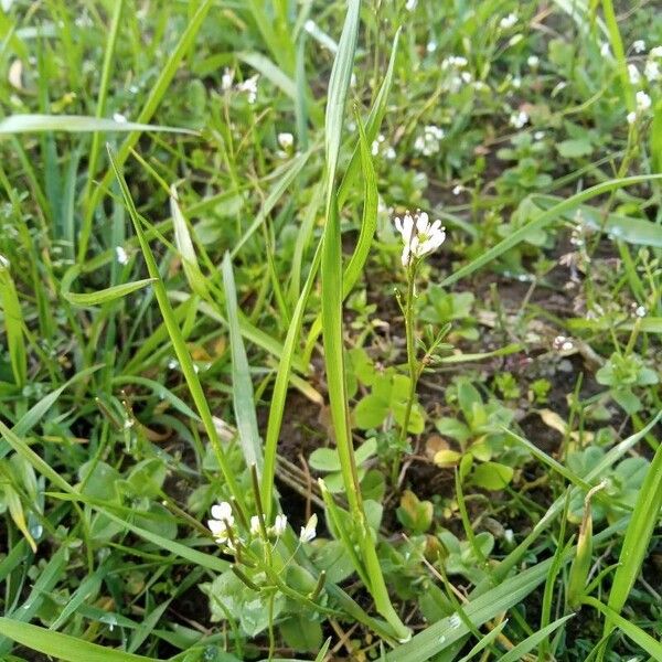 Cardamine parviflora Flower