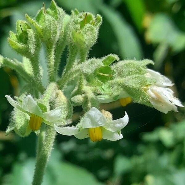 Solanum abutiloides 花