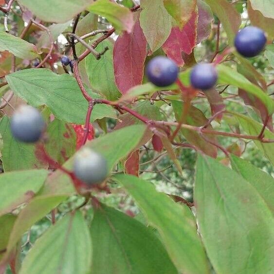 Cornus amomum Ovoce