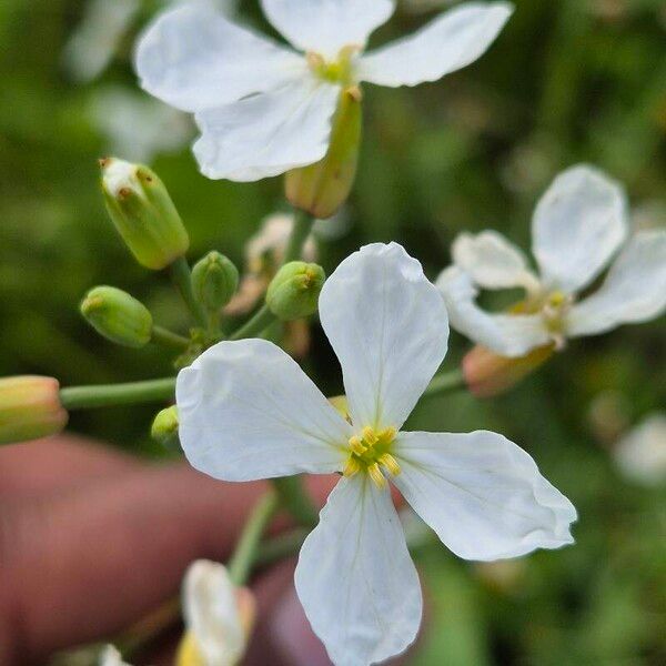 Raphanus raphanistrum Blomma