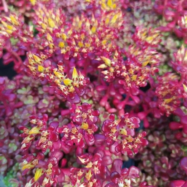 Sedum caeruleum Floare