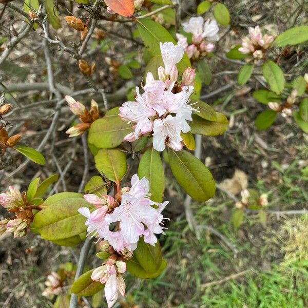 Rhododendron minus 花