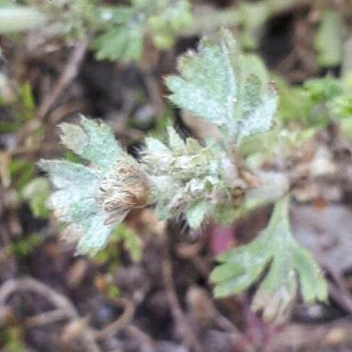 Alchemilla arvensis Flor