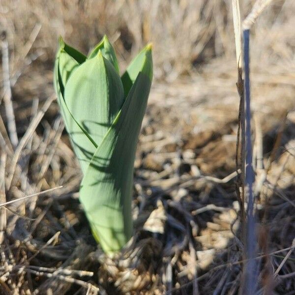 Drimia altissima Leaf