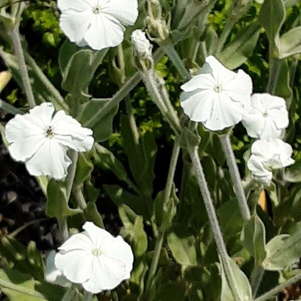 Silene coronaria Цвят