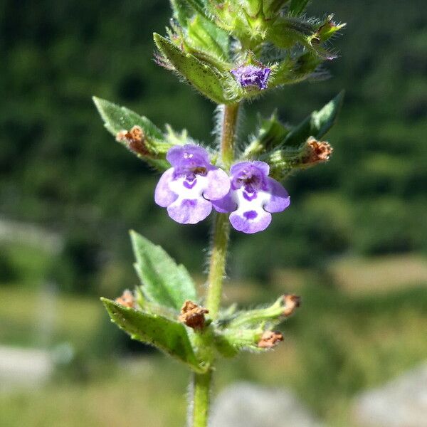 Clinopodium acinos Цветок