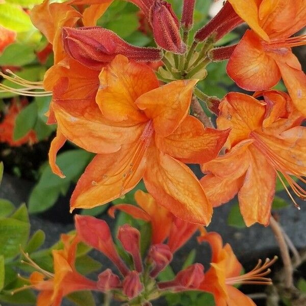 Rhododendron calendulaceum Květ