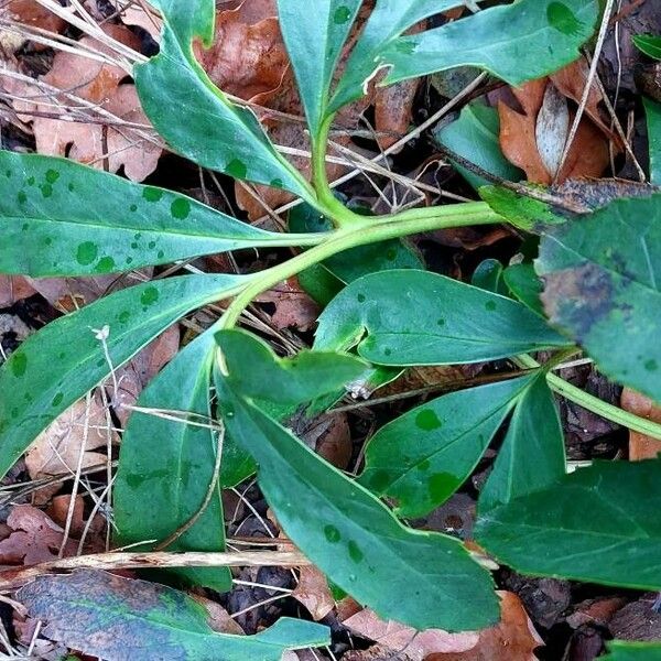 Helleborus niger Blad