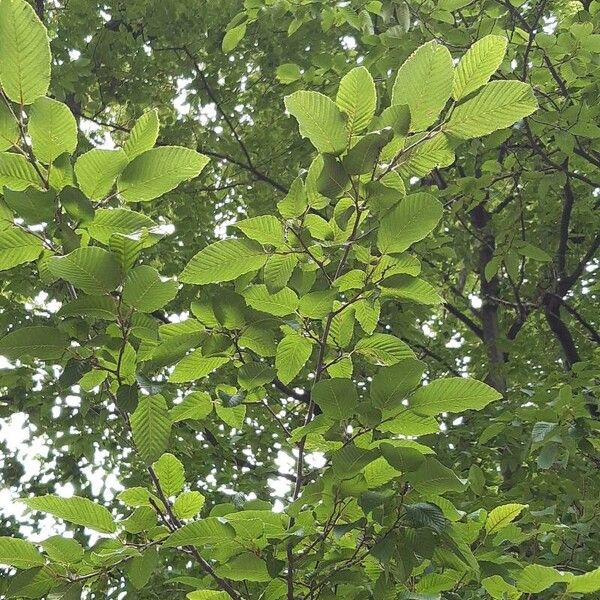 Nothofagus alpina Folla