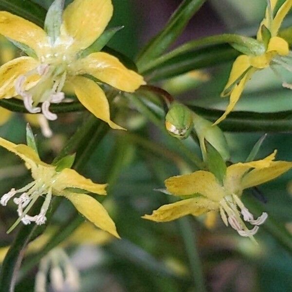 Lysimachia lanceolata Flower