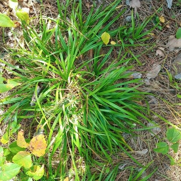 Carex sylvatica Hoja