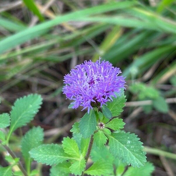 Centratherum punctatum Flower