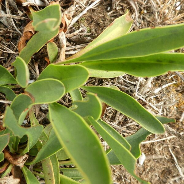 Limonium narbonense List