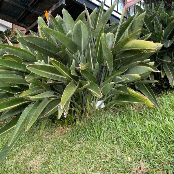 Strelitzia reginae 整株植物