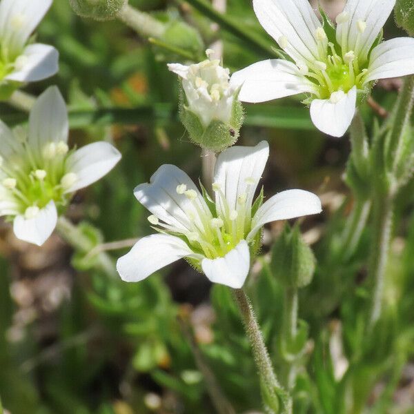 Arenaria grandiflora 花