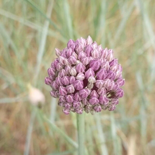 Allium rotundum Blüte