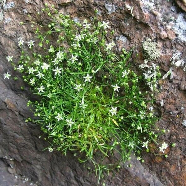 Moehringia muscosa Flower