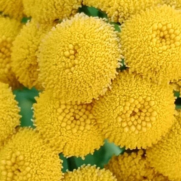 Tanacetum vulgare Floare