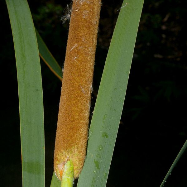 Typha domingensis Kůra