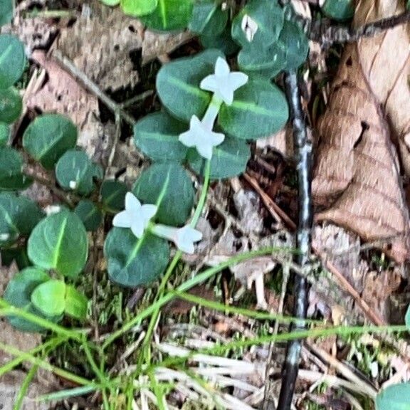 Mitchella repens Flor