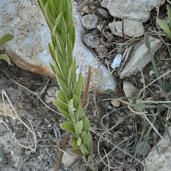 Erigeron sumatrensis Leaf