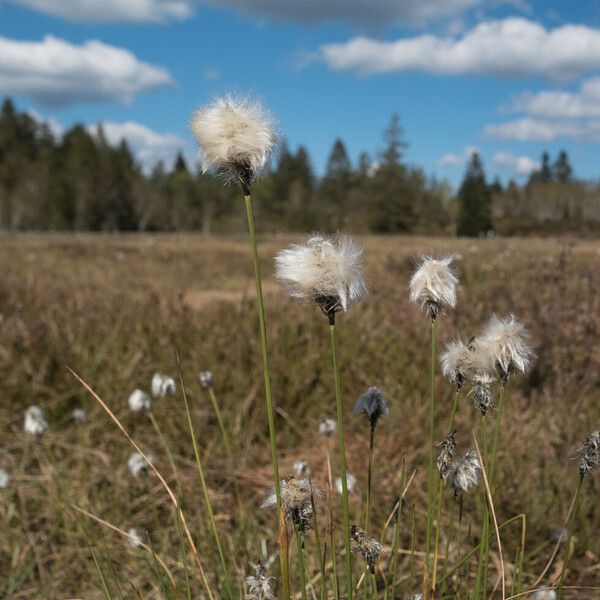 Eriophorum latifolium Плод