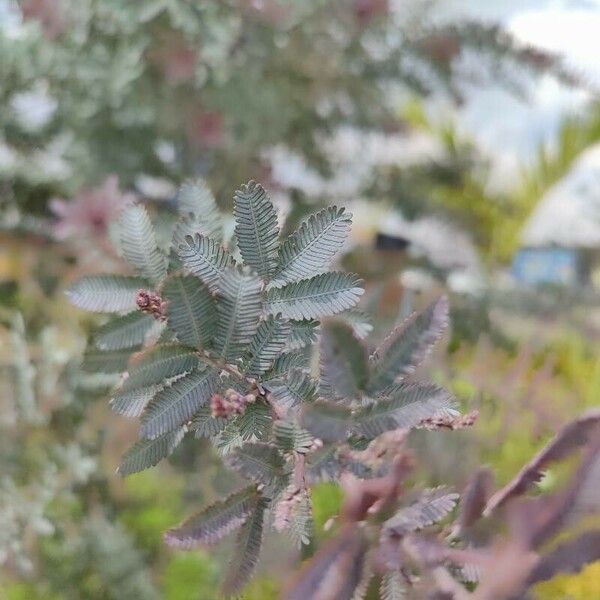 Acacia baileyana ഇല