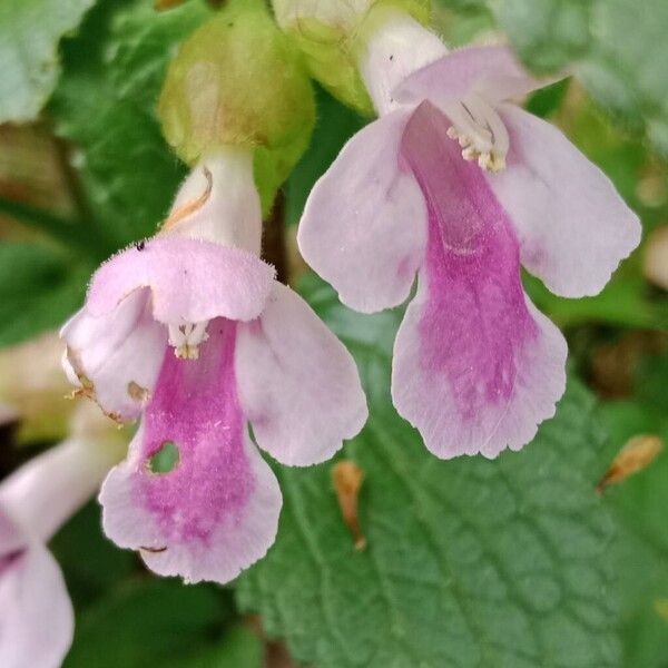 Melittis melissophyllum Blodyn