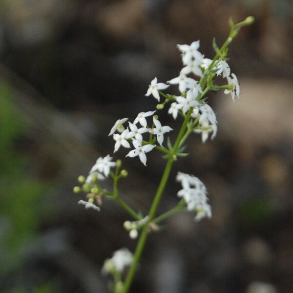 Satureja montana Blüte