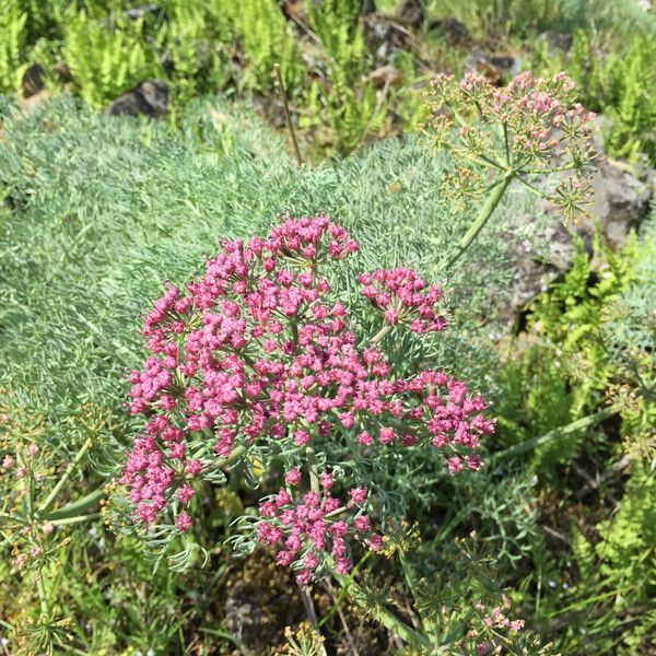 Lomatium columbianum 花