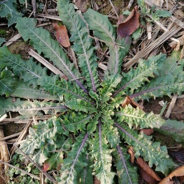 Taraxacum pyropappum Leaf