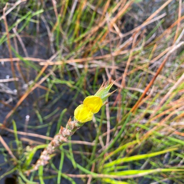 Philydrum lanuginosum Flower