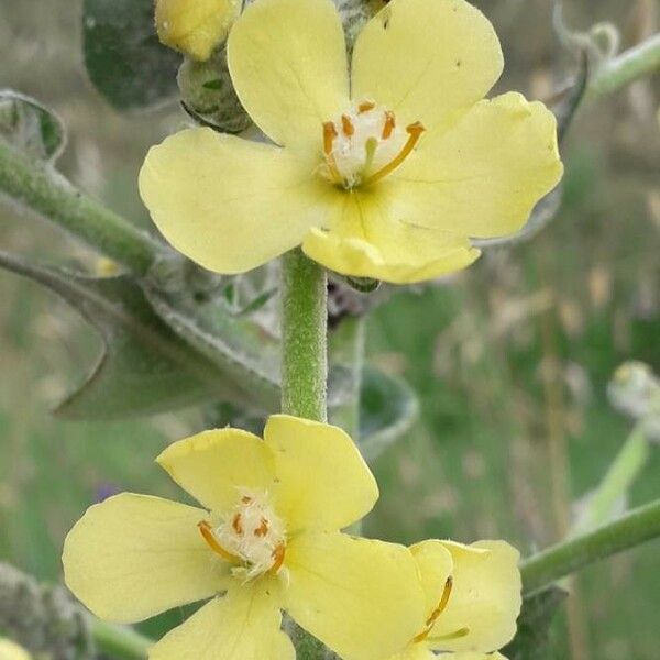 Verbascum pulverulentum Flor