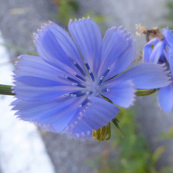 Cichorium intybus Flor